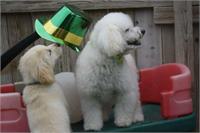 daycare pic 119 - rocky on wagon